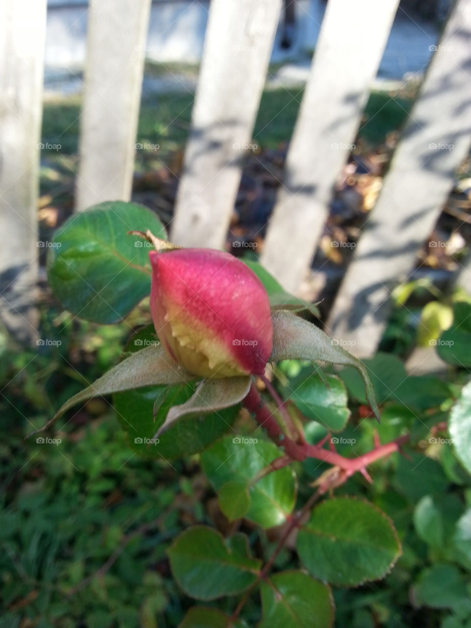 Rose in garden