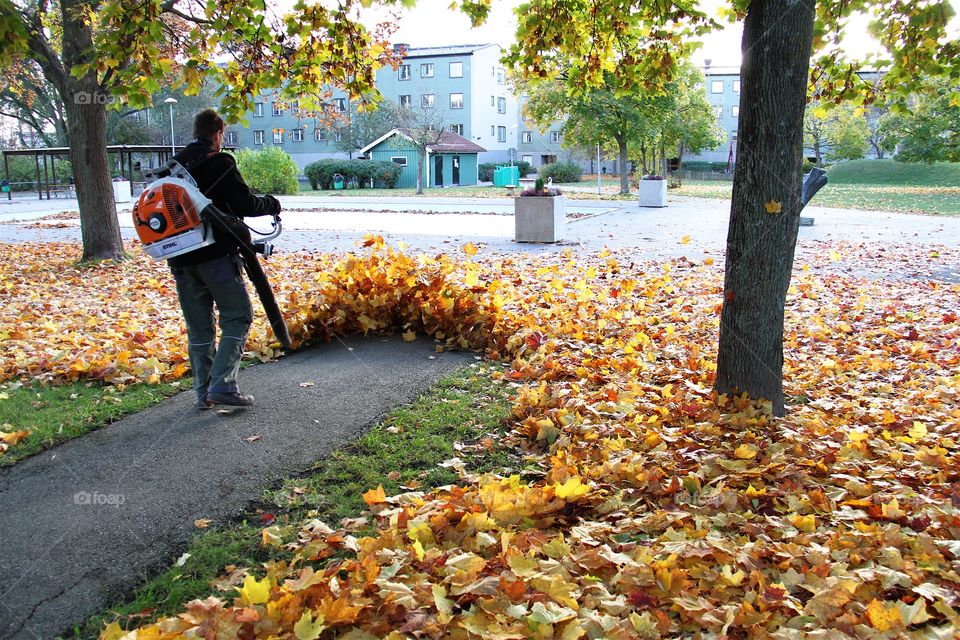 Young man blowing leaves . Young man blowing leaves 