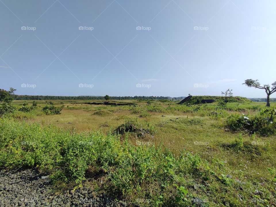 green grass, green environment, healthy earth