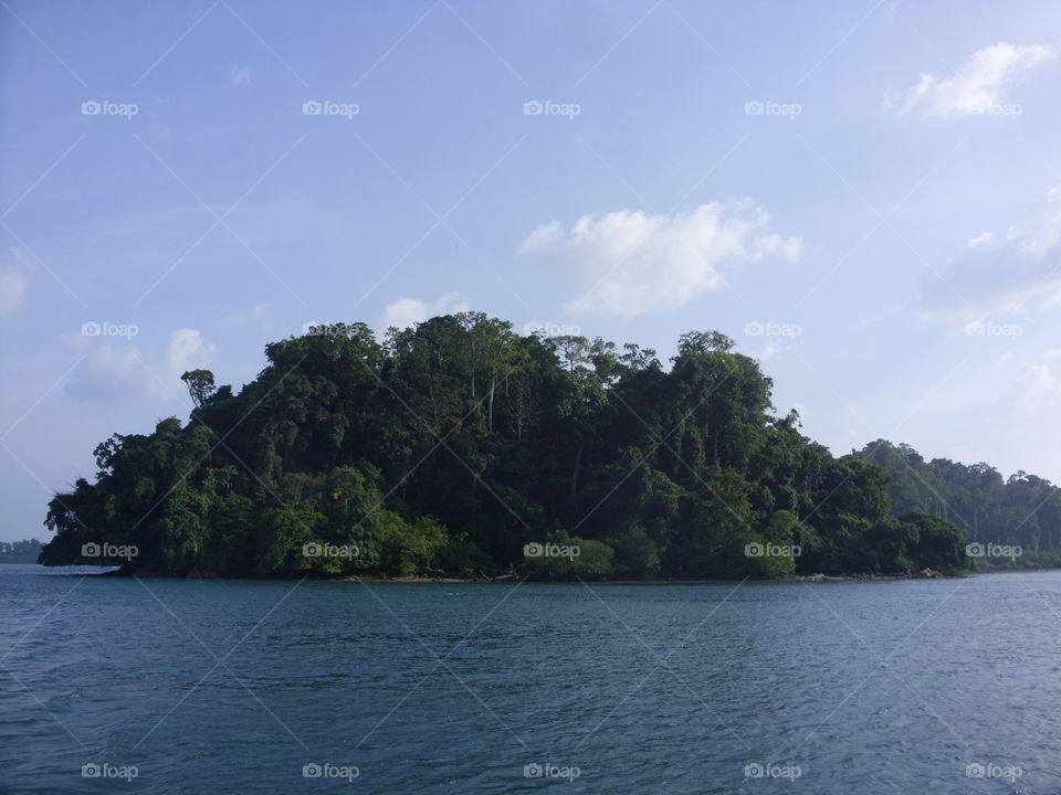 Tree, Water, Landscape, Lake, Island