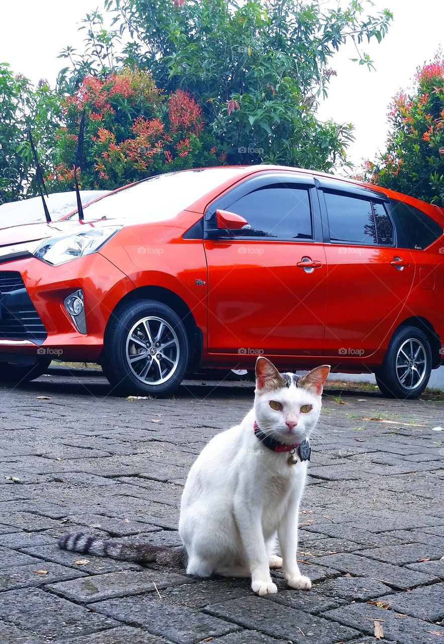 Cat sit in parking lot...