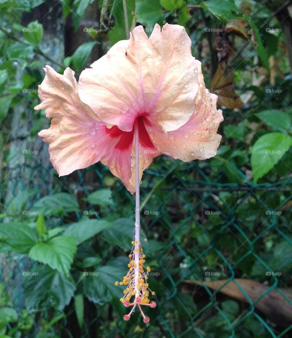Flower singapore