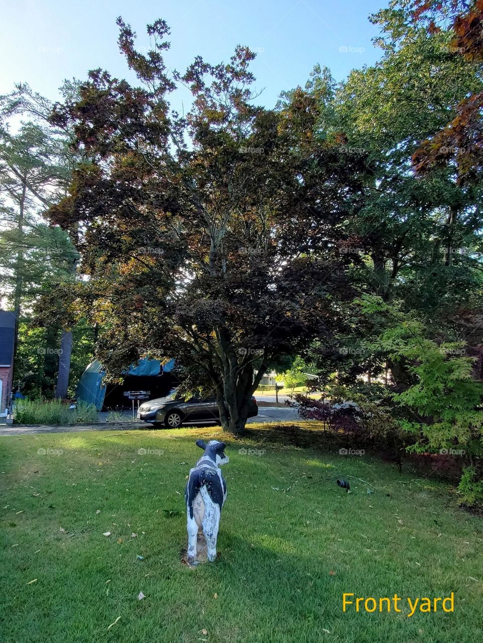 Summer view of green trees with cow statue on a lawn near driveway🐄