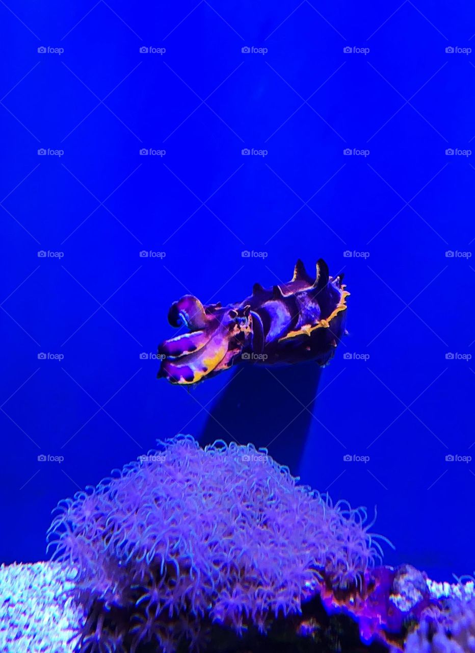 Flamboyant cuttlefish and live corals against dark blue background inside the aquarium of New York City.