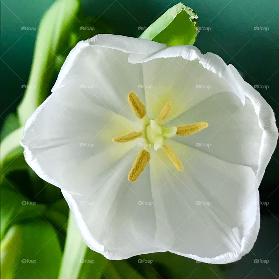 Close-up white flower
