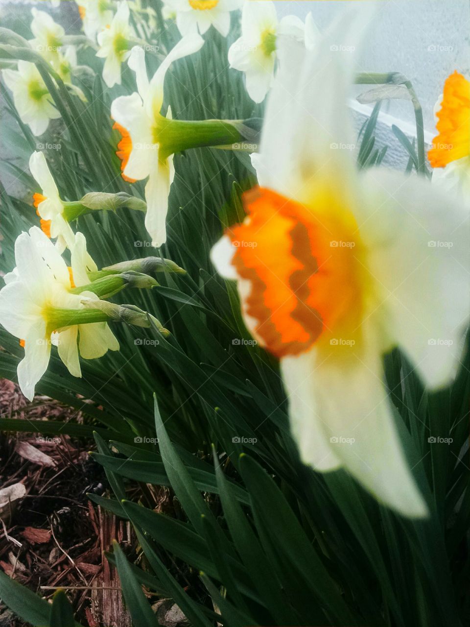 daffodil's for spring garden