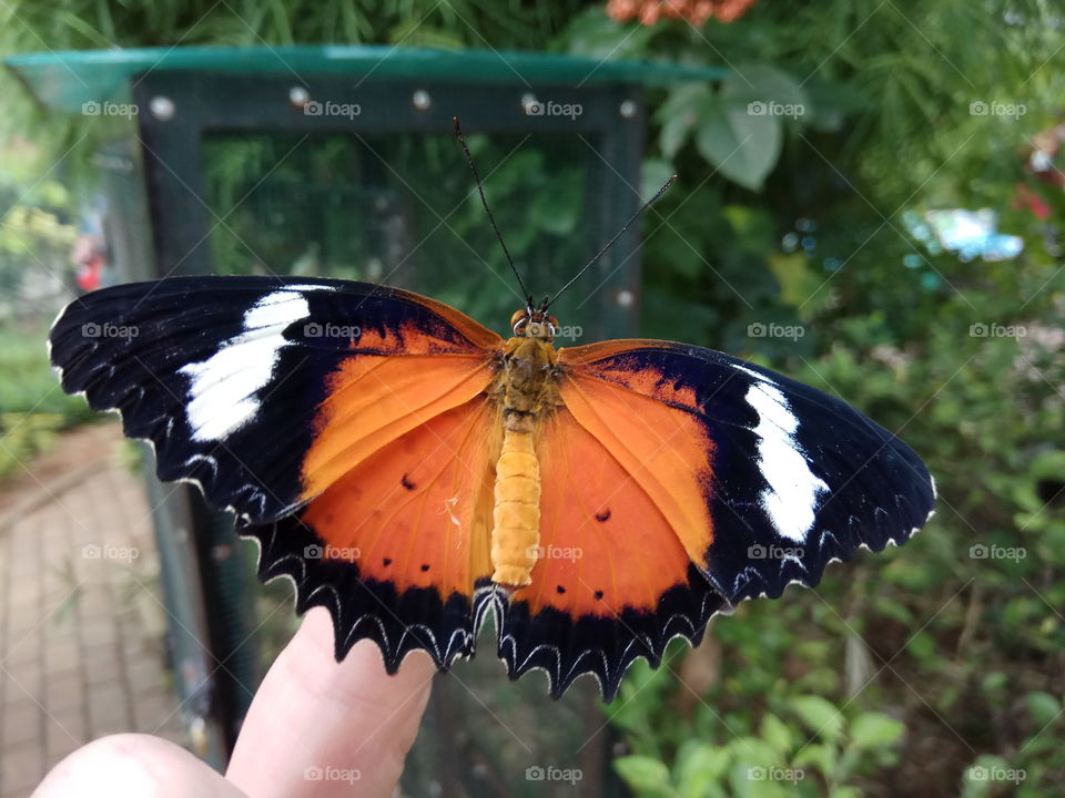 Beautiful Butterfly