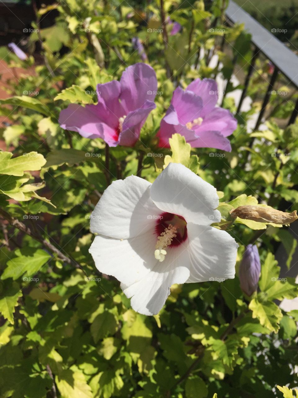 White and pink hibiscus