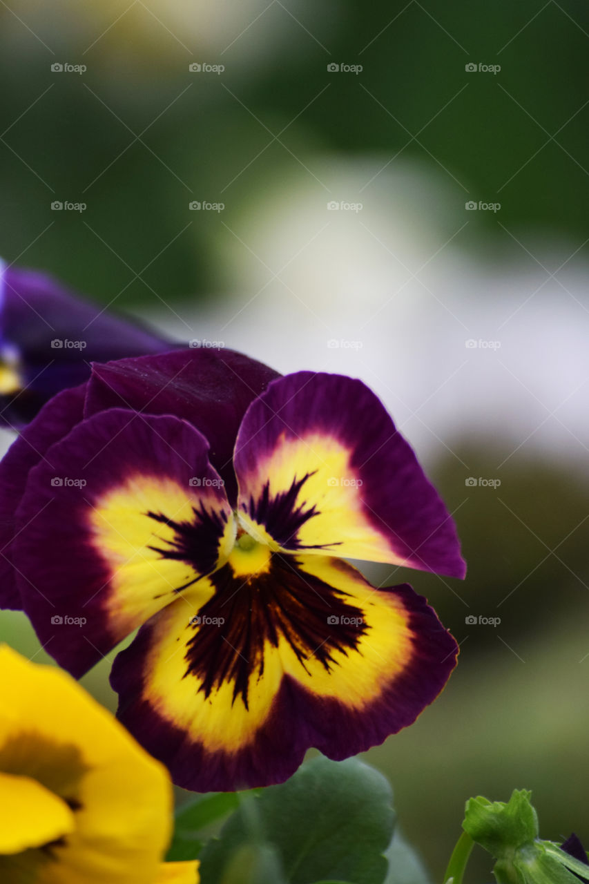 A single pansy is the best!  What better way to celebrate the beginning of spring. 