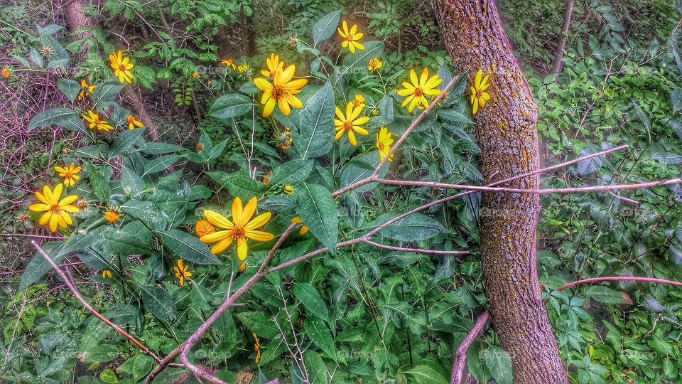 Yellow Daisy