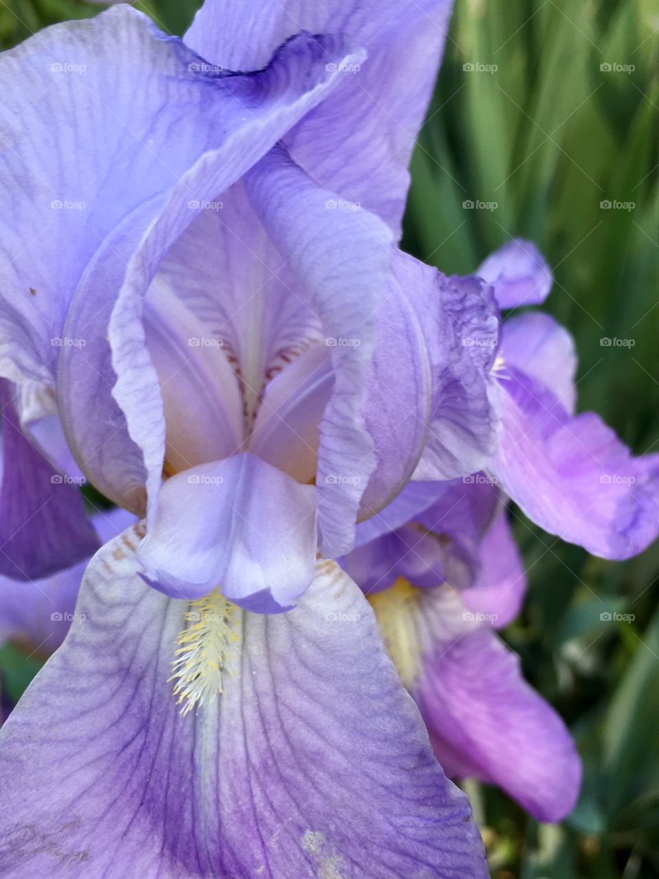 Lilac iris brightens a cloudy day- but a yard full glows to capture your heart! 