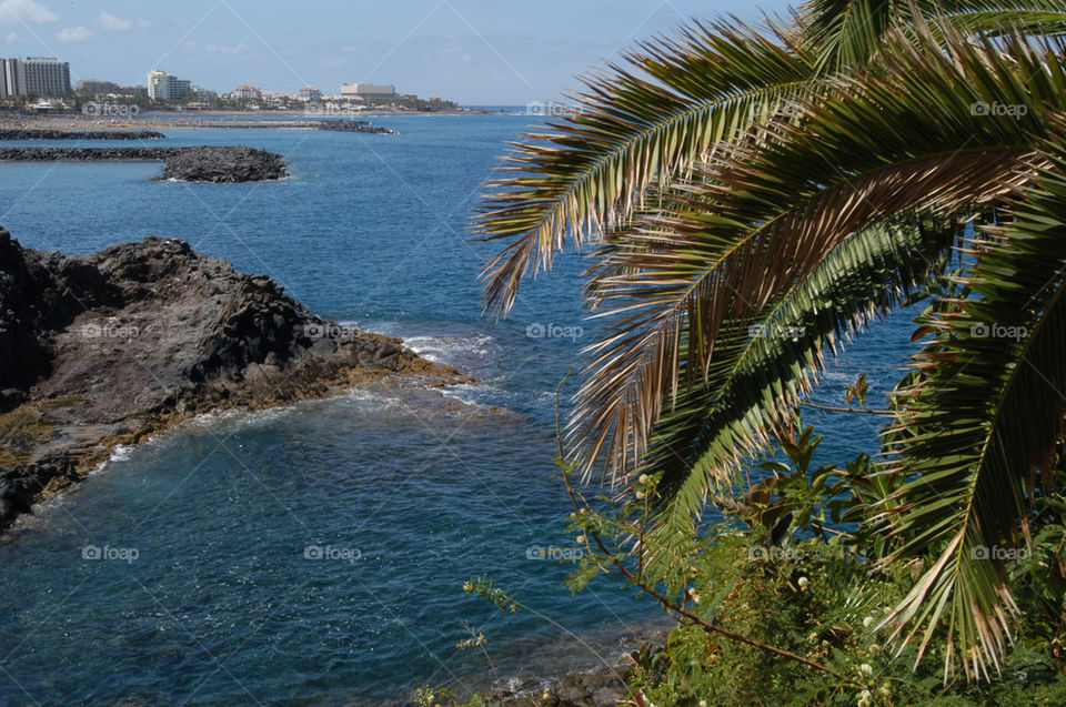 beach palm trees sea by stevephot