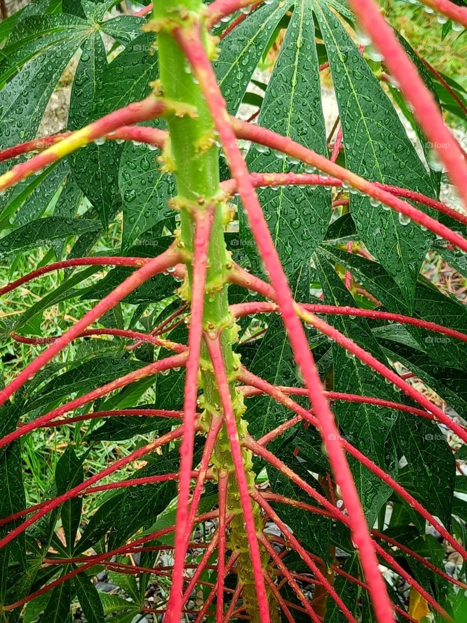 Red cassava tree. Fresh dewy