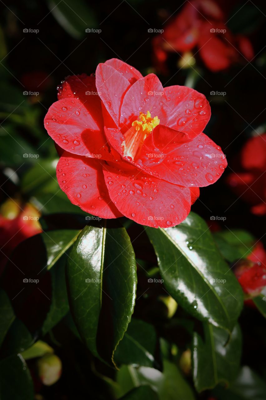 Flower with dew