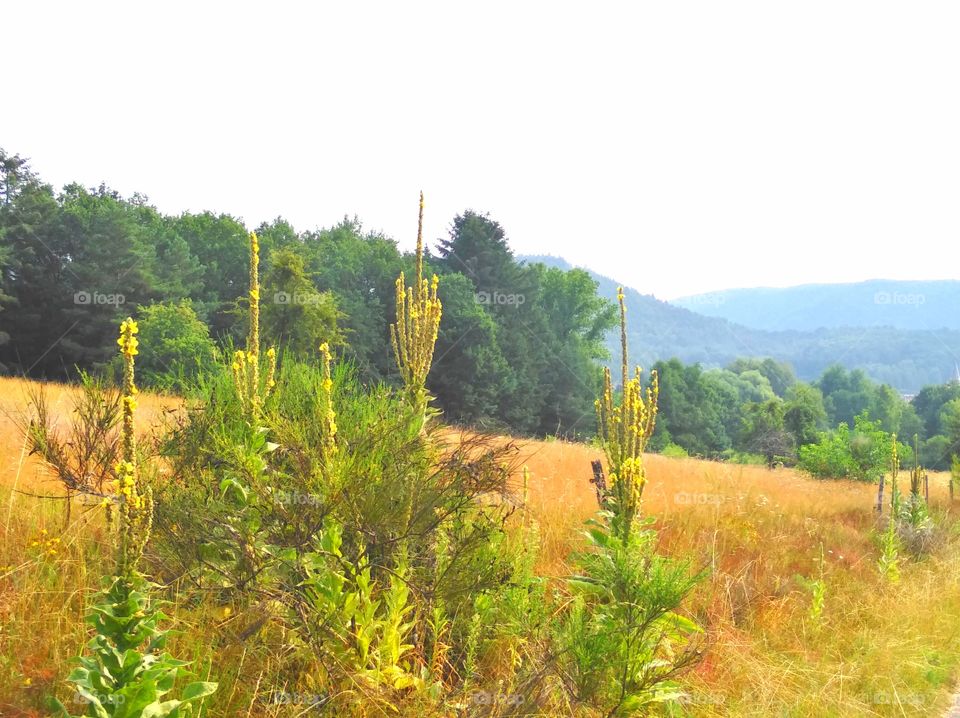 beautiful mullein