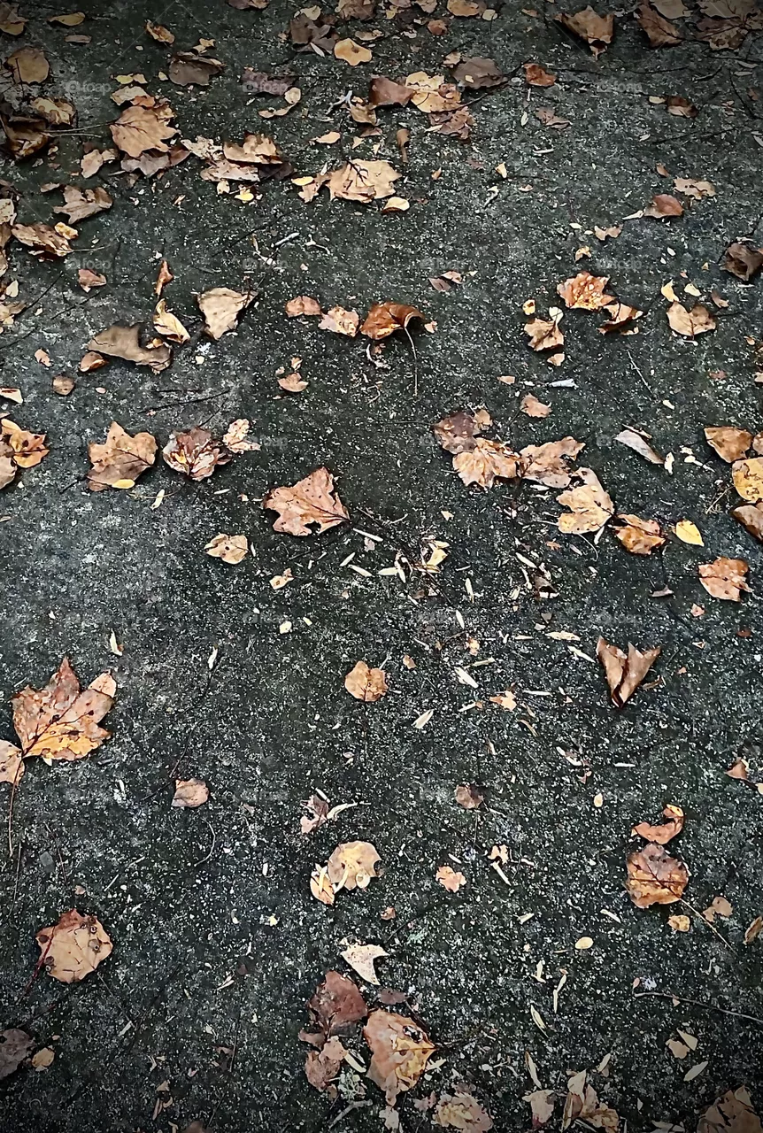 Leafs on sidewalk