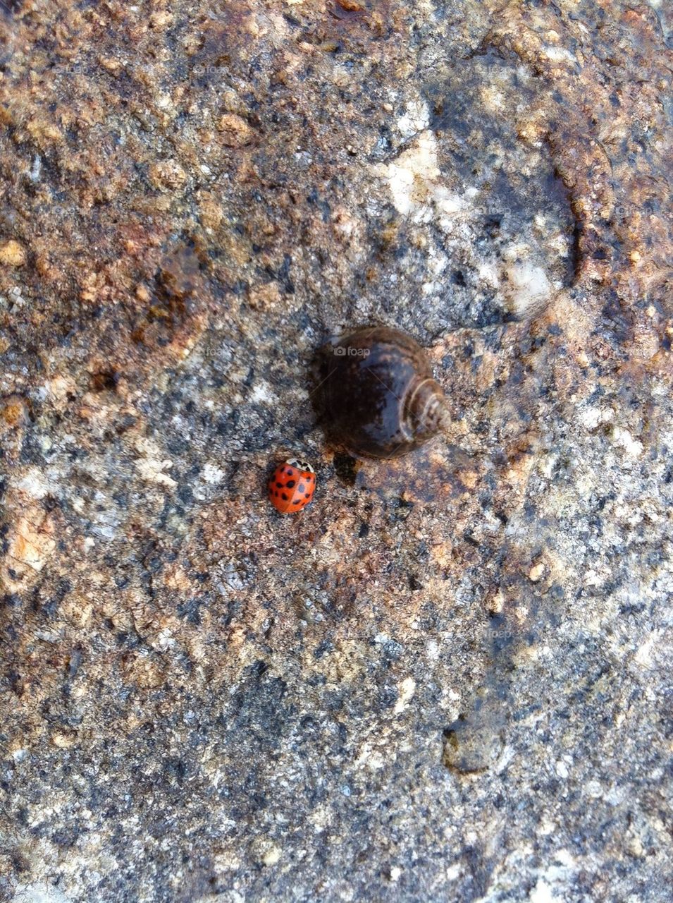 Snail and Ladybug