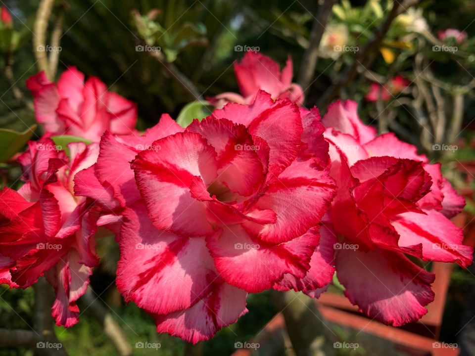 Adenium 