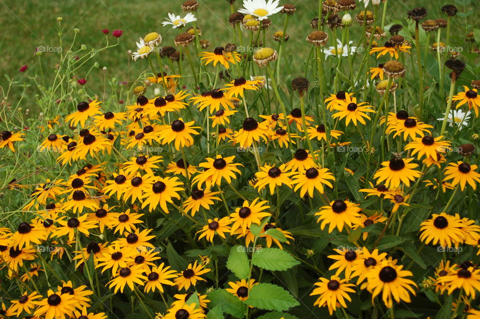 Sunflowers