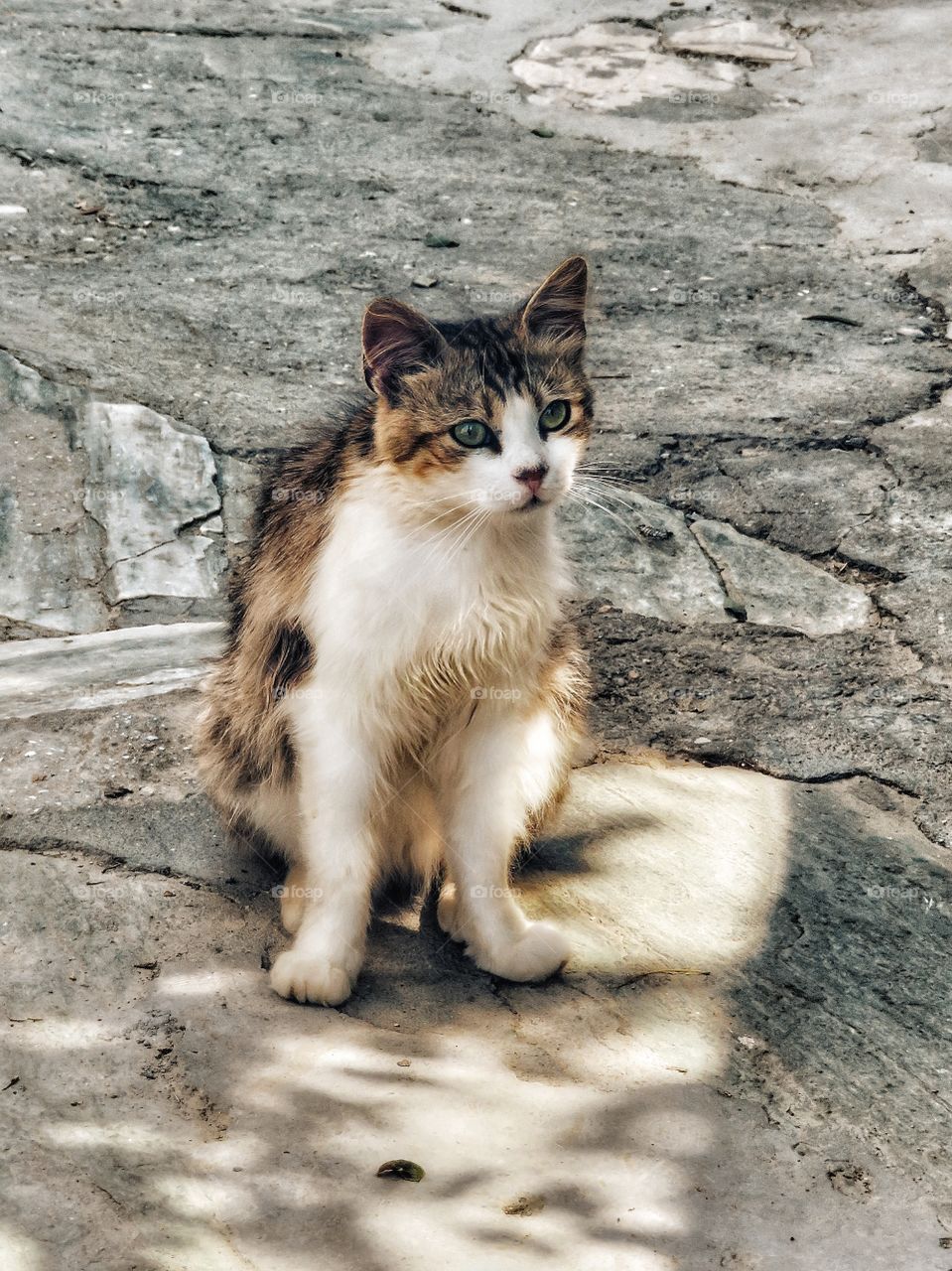 Greek cat Folegandros 