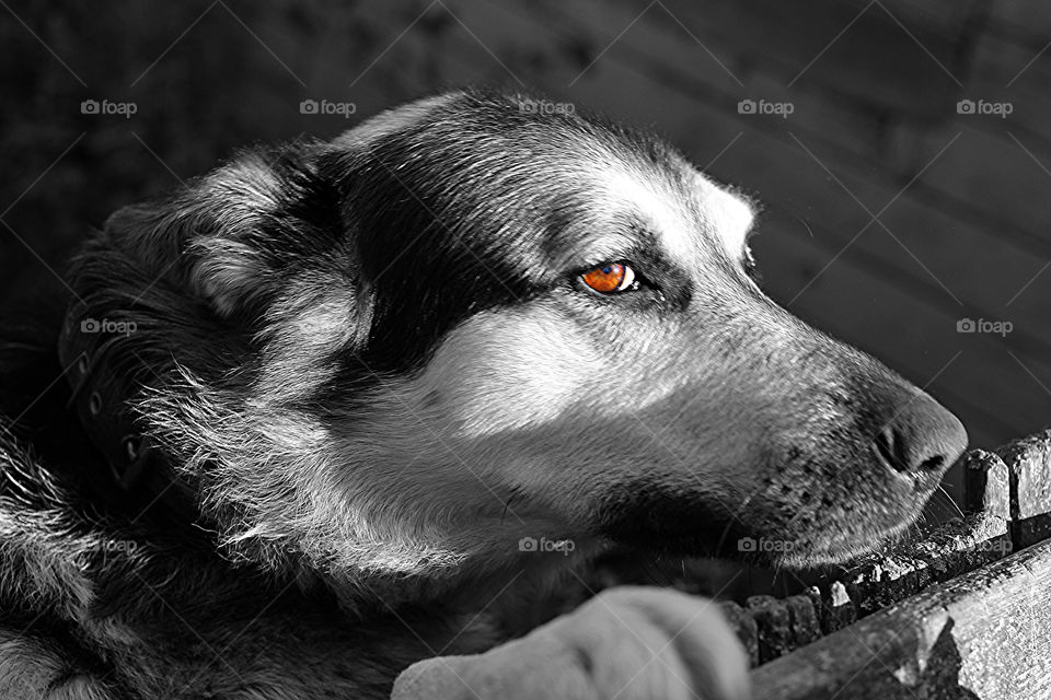 Old German Shepherd dog with smart and faithful eyes