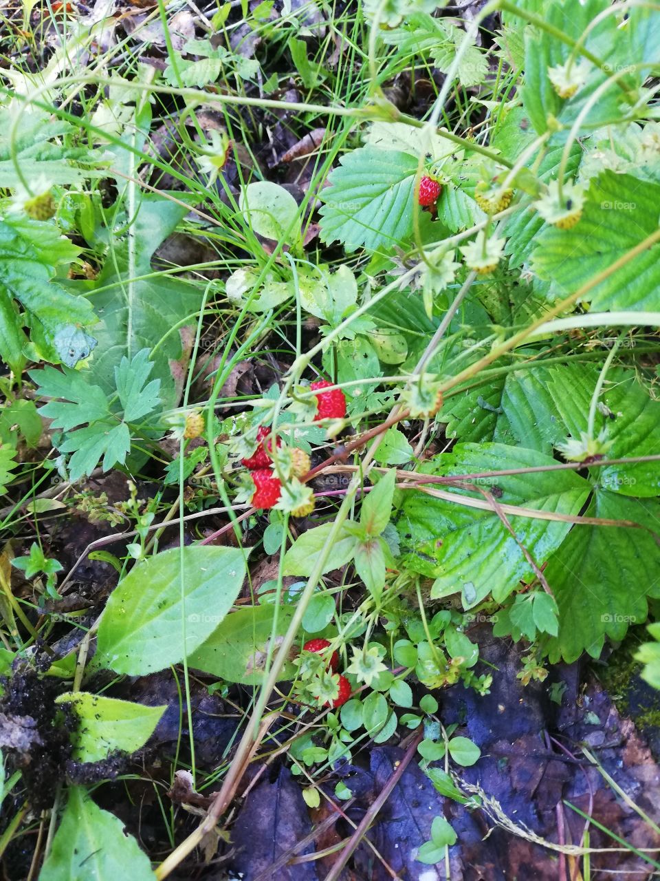 Strawberries