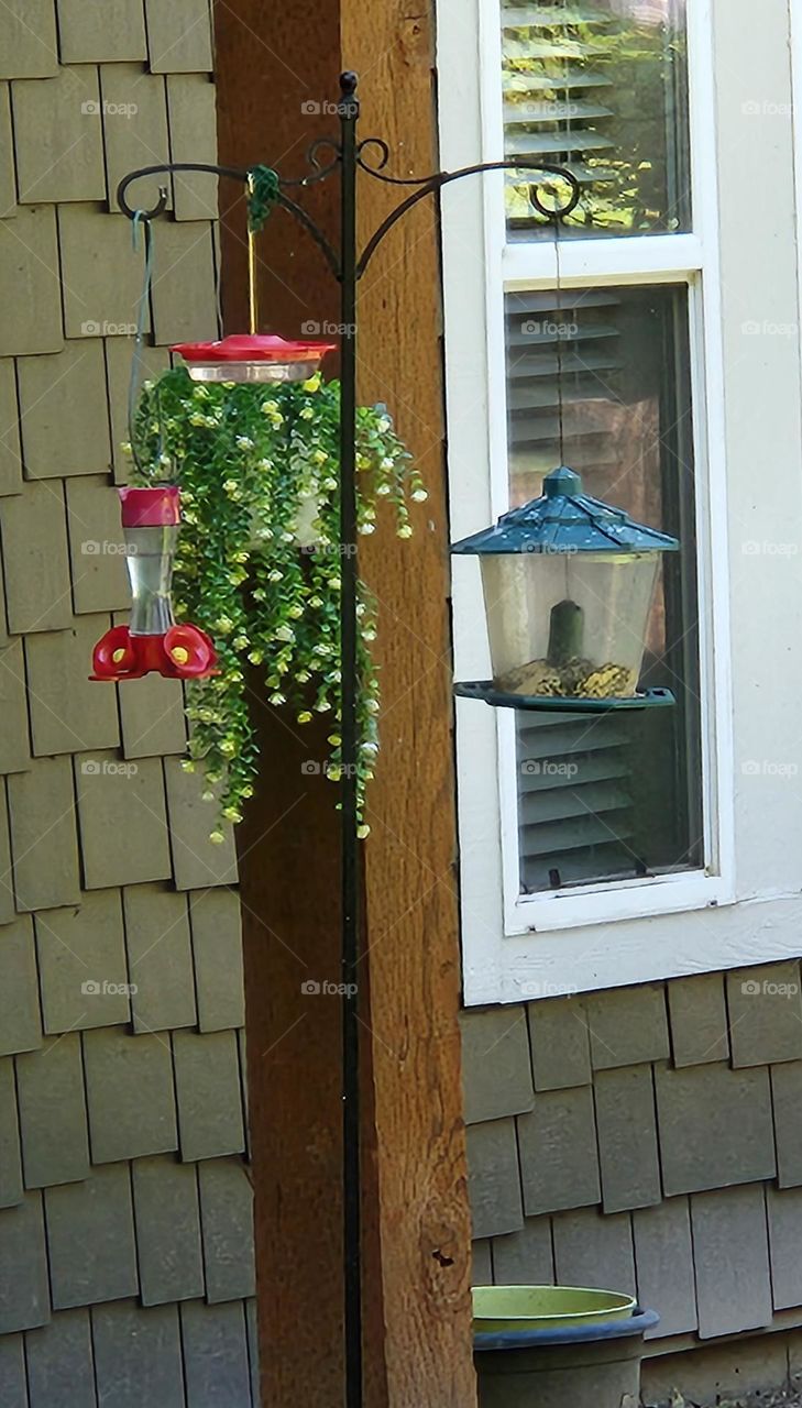 red and blue bird feeders and hanging green plant outside apartment window in suburban Oregon