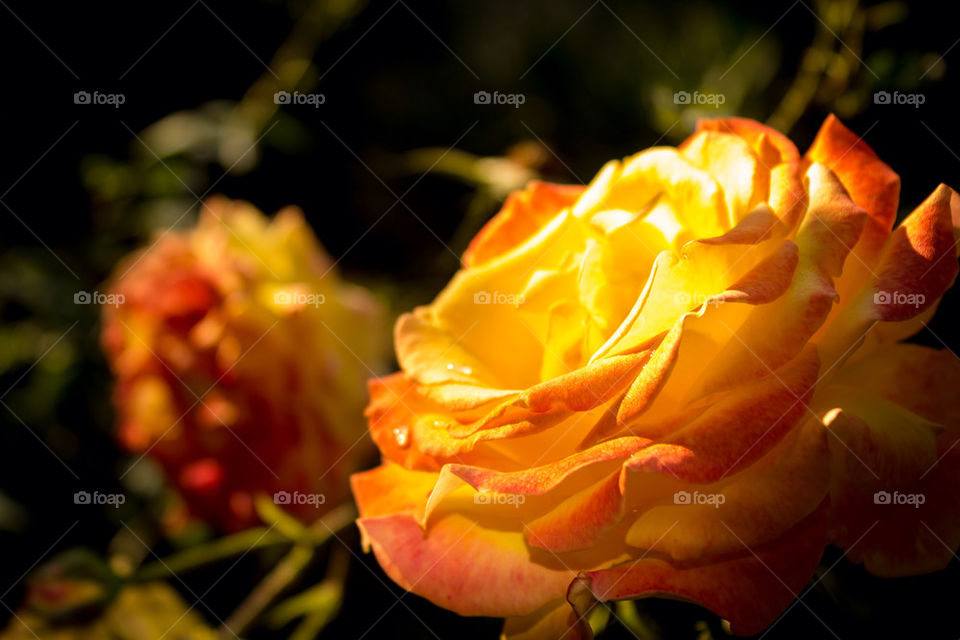 Orange rose 1