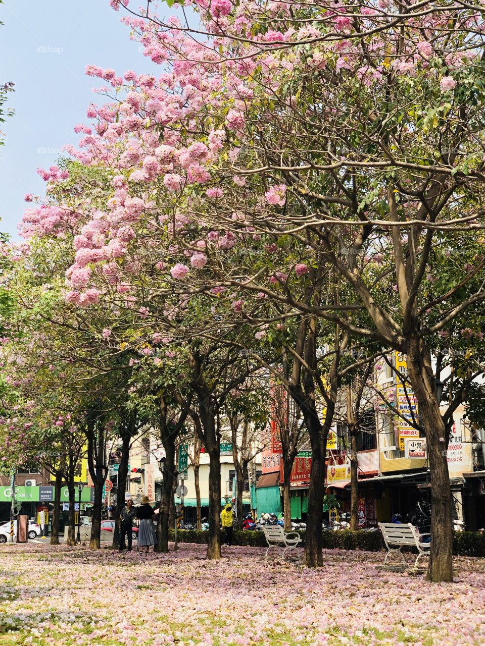 Pink Trumpet tree 粉紅風鈴木
