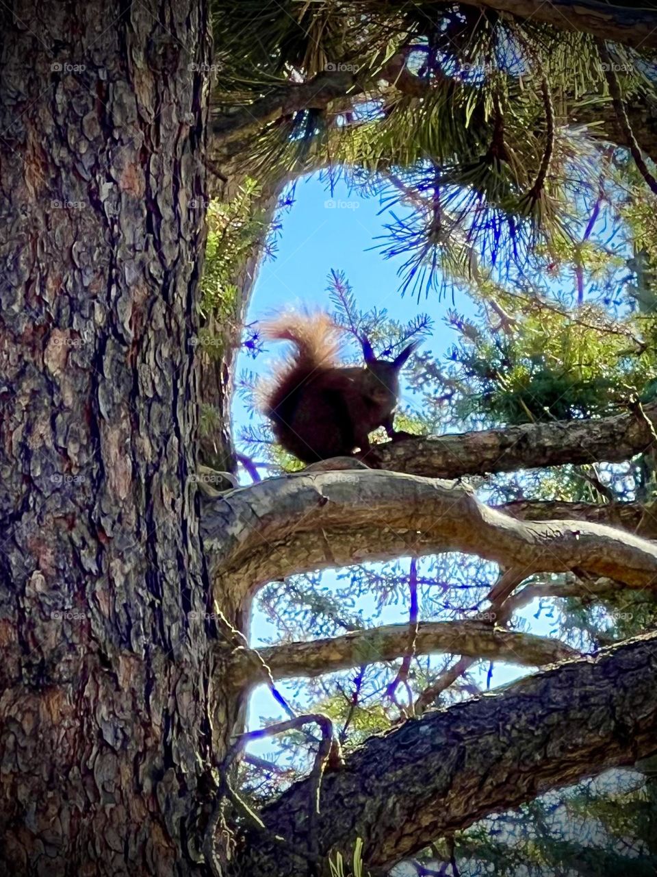 Autumn colors. Silhouette of a brown tassel-eared squirrel on a branch in Colorado 