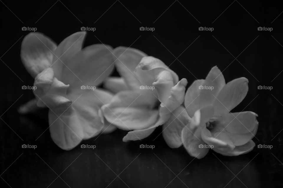 jasmine flowers blossom