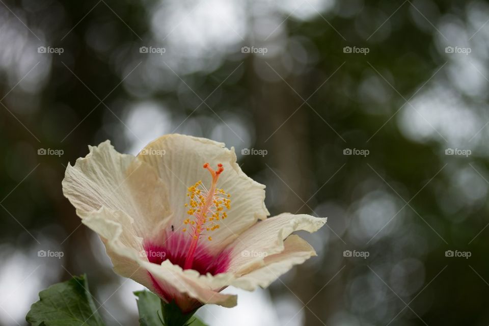 Hibiscus with ant