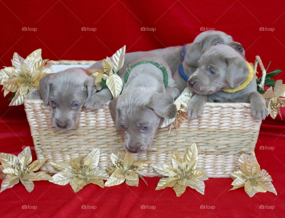 Christmas Puppies