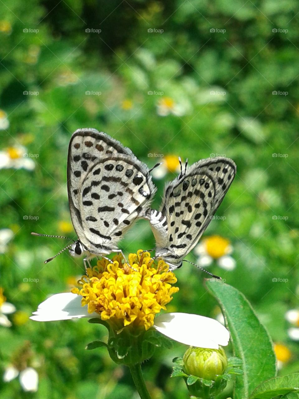 Two butterflies on yellow flower