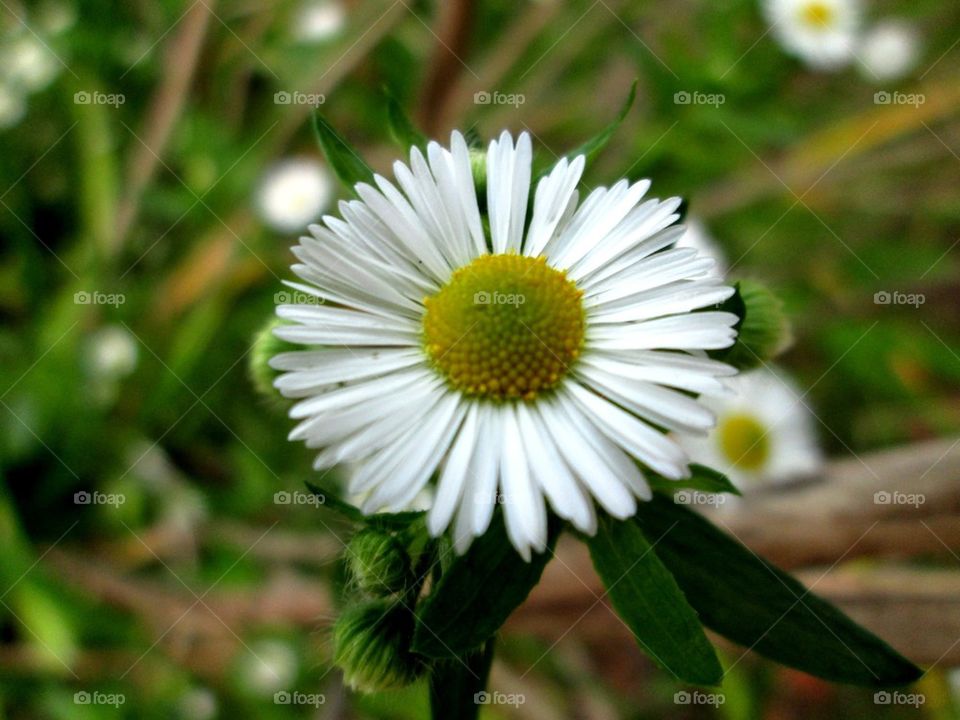 Pretty little flower
