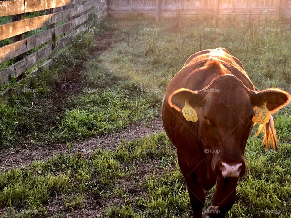 Cow in corral approaching camera