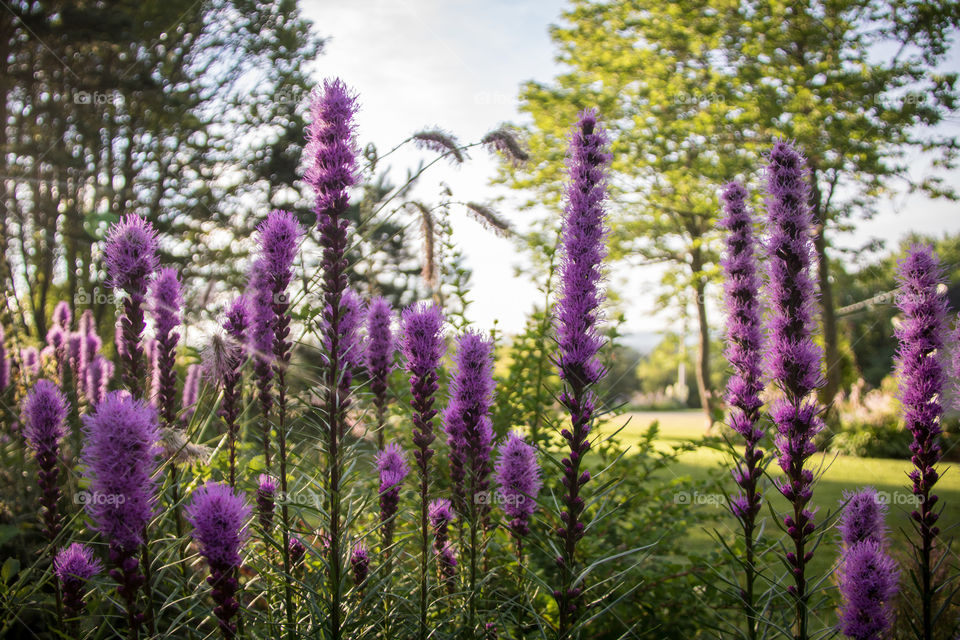 Flower garden