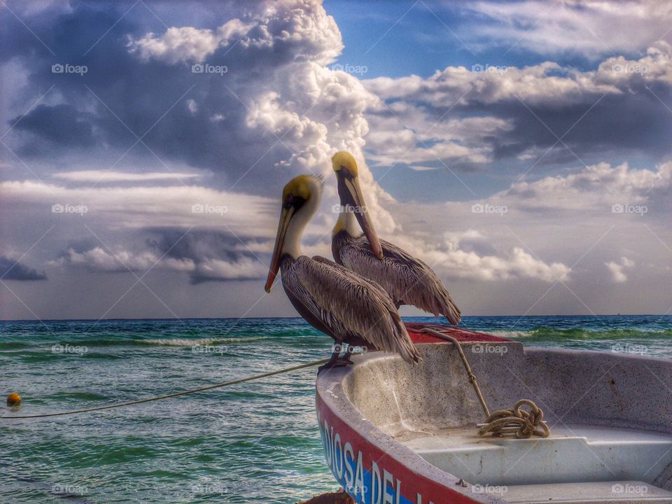 Pelicans