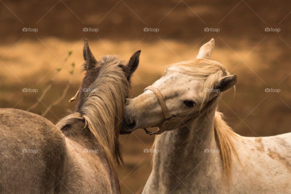 Two horses standing at farm