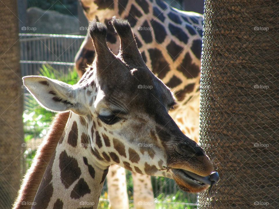 Giraffe closeup