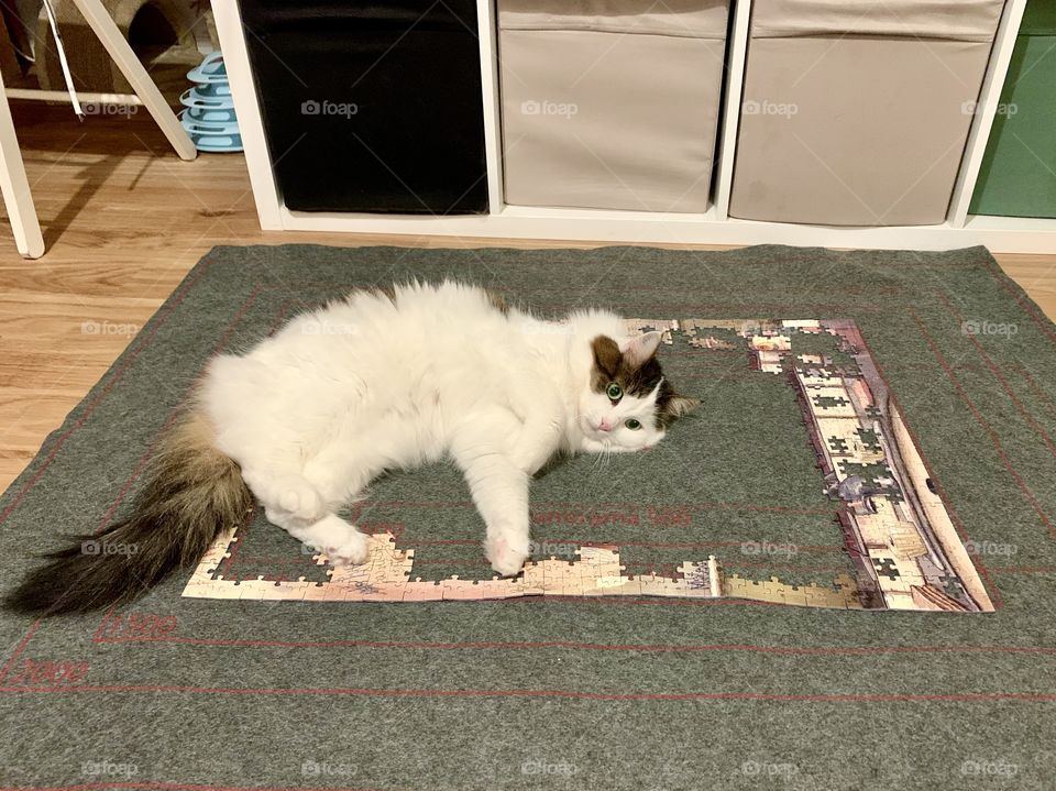 Cat lying on the pu🚐