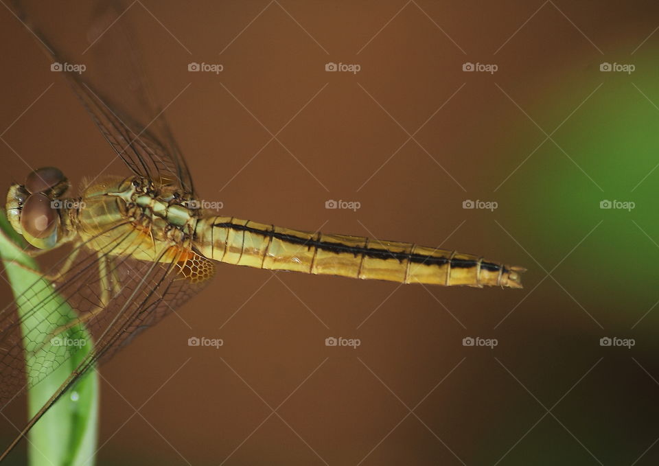 Scarlet skimmer. Yellowish coloured of dragonfly body shape. Pale lined at the dorsal site of It's. Regularly segment with black lined up for tail. It's female species by the short pair cerci of the top tailed appendage called.