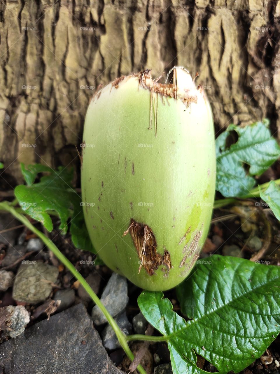 Fresh Coconut 
Under Tree🌴🌴
Natural World
Green