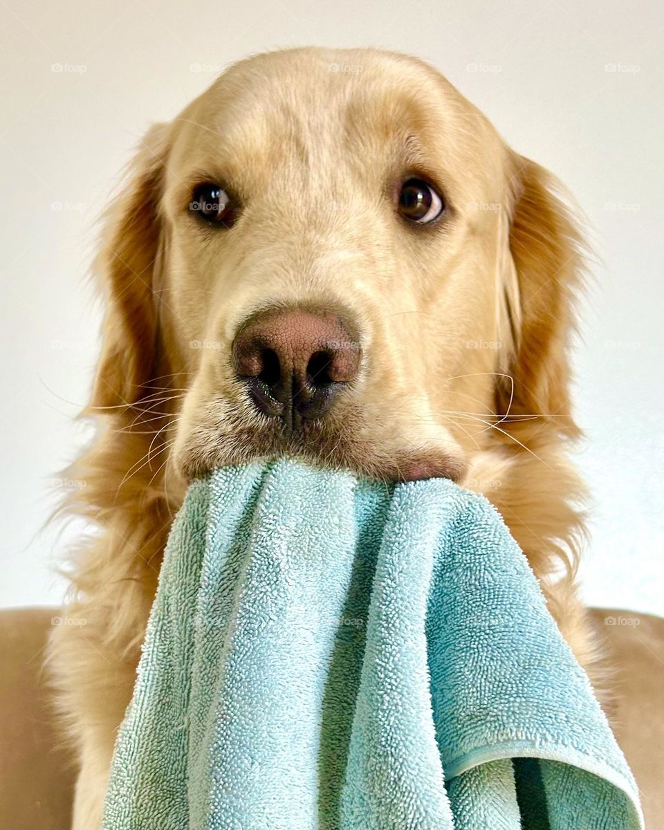 Golden retriever holding a bath towel in his mouth