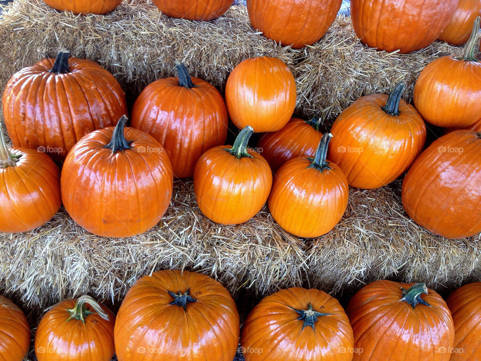 october fall autumn pumpkin by vickikl3