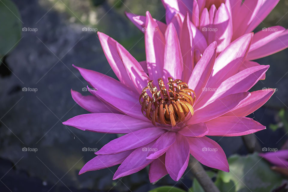 The beauty of the Pink Lotus Bloom in ponds.