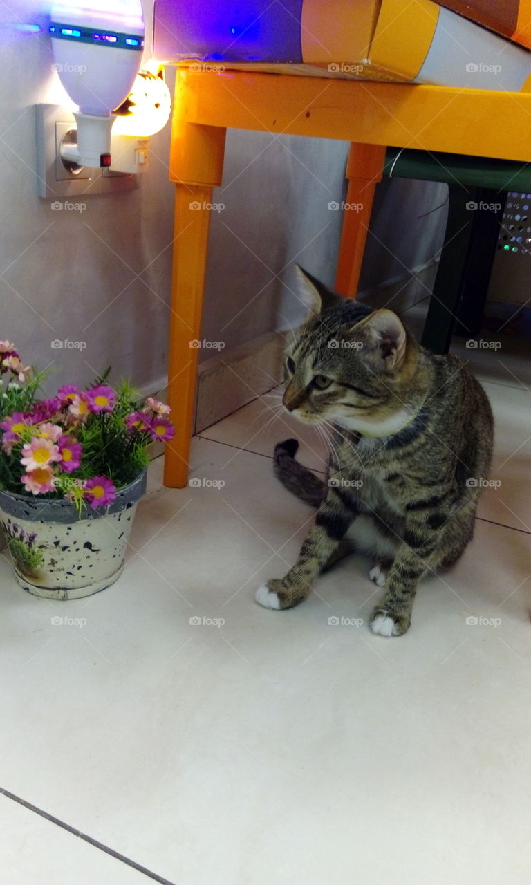 cat and flowers