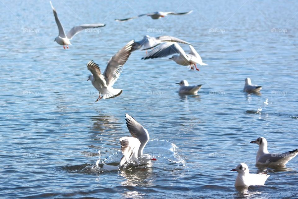 Seagulls at lake