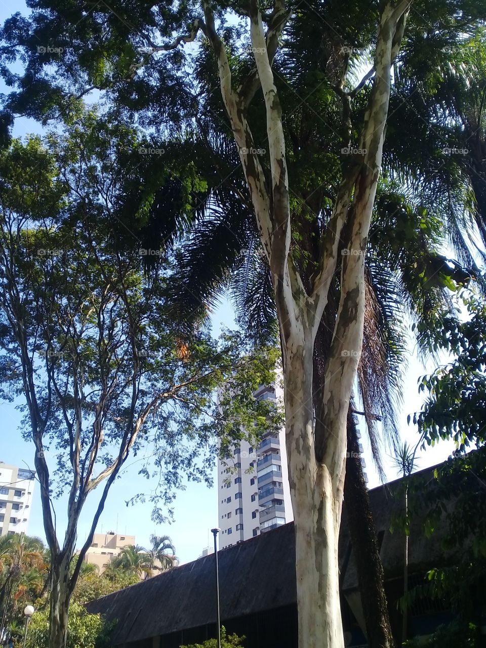 Tree and building