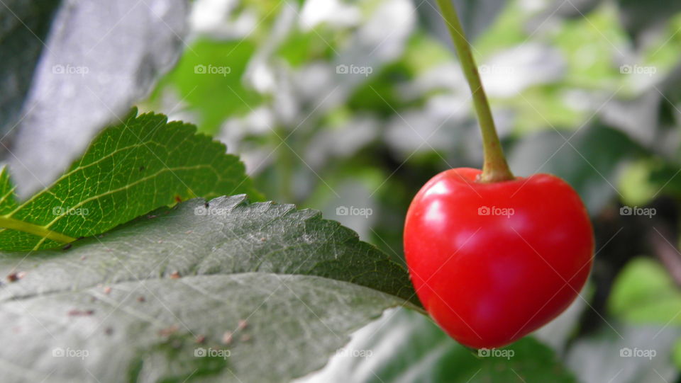 small polish cherry ;)